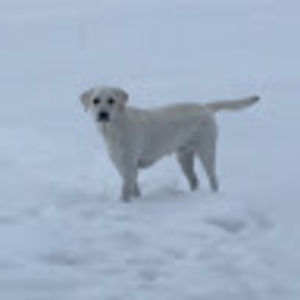 Meet your Posher, Kitkat